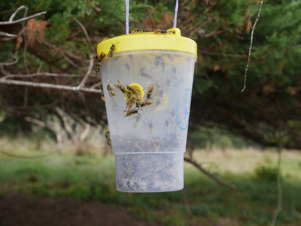 Sundew VESPEX Dominator Bottle Trap in Action