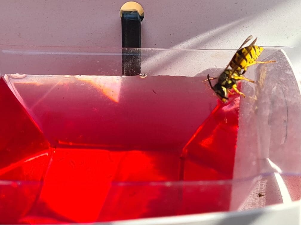 European Wasp Queen feeding on Sundew Vespex Wasp Lure
