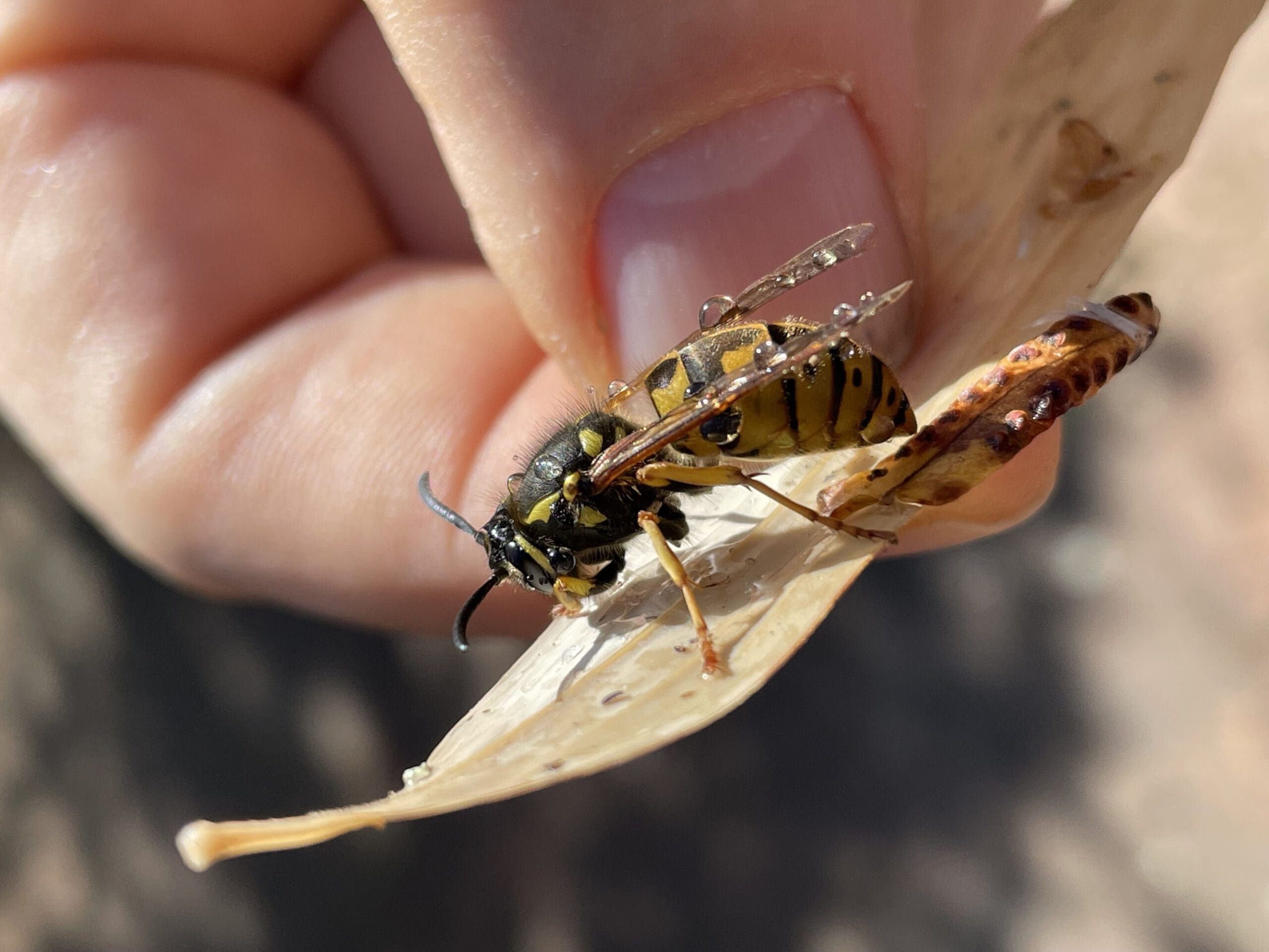 Sundew VESPEX european wasp nest bait