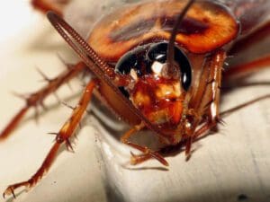 sundew abolishpro indoxacarb cockroach bait gel