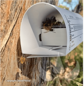 Sundew Vespex Remote Baiting European Wasps Australia_David Priddy