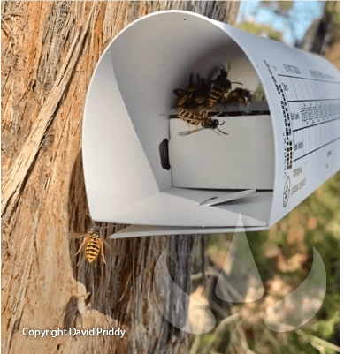 Sundew Vespex Remote Baiting European Wasps Australia_David Priddy