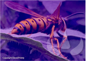 Sundew Vespex Remote Baiting European Wasps Australia Invasion is imminent_David Priddy