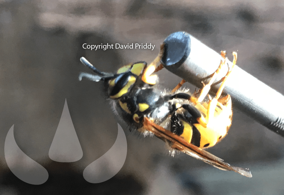 Sundew VESPEX - An Australian Game Changer for Treating Invasive European Wasps