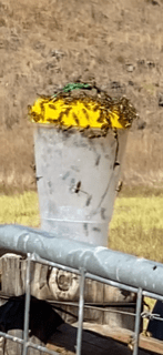Sundew Vespex Dominator trap for european wasps Australia 2