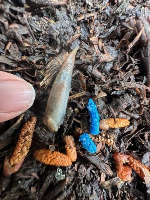 MethioSHIELD slug methiocarb mortality 1