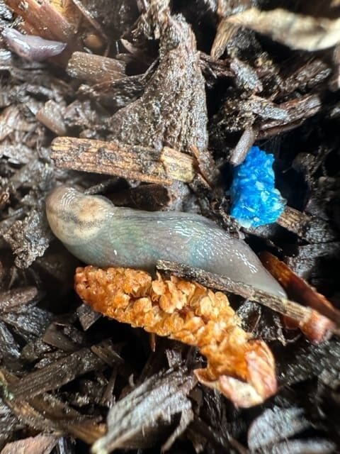 MethioSHIELD slug methiocarb mortality