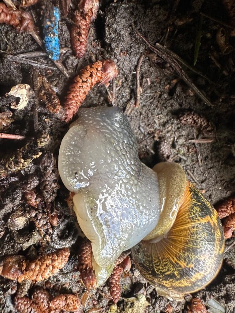 Sundew MethioSHILED Snail & Slug Bait in Action methiocarb mesurol baysol