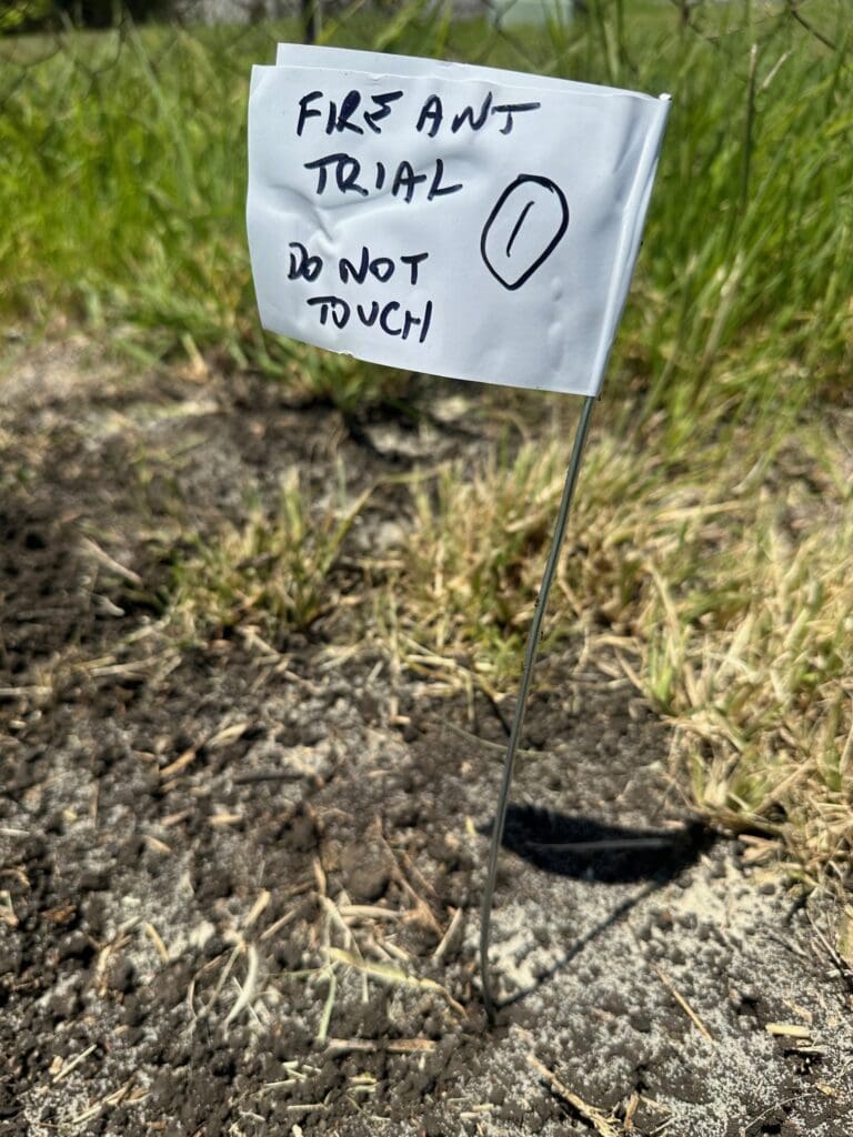 Early Sundew Flag fire ants Wacol Industrial estate
