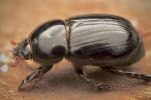African Black Beetle_copyright Sundew Solutions Pty Ltd