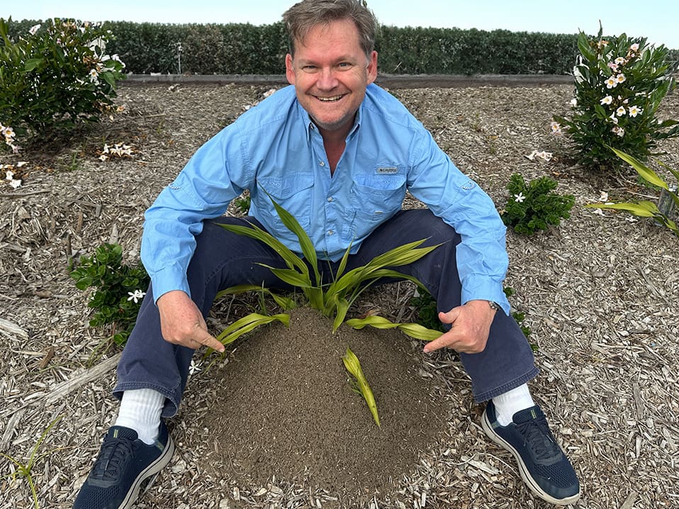 David Priddy Sundew Fire Ants up close n personal Brisbane West 2024