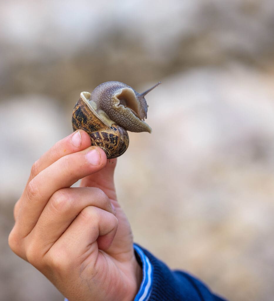 Common Garden Snail Common Garden Snail