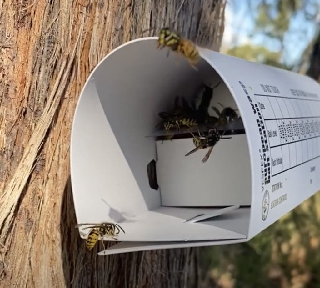 VESPEX european wasp Baiting tunnel in action